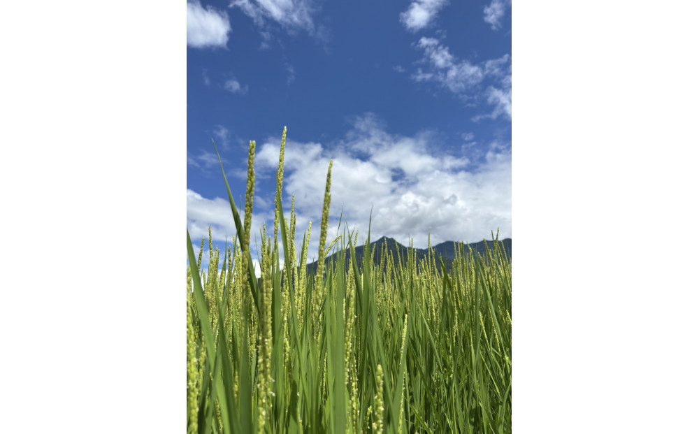 縲蝉サ、蜥7蟷エ逕」縲大漉鬲壽イシ蝪ゥ豐「逕」繧ウ繧キ繝偵き繝ェシ忱usuiシ10kg逋ス邀ウ