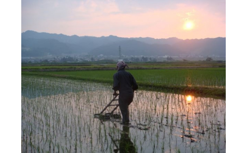 【R7年産】南魚沼産コシヒカリ精米2kg 山本家【従来品種】