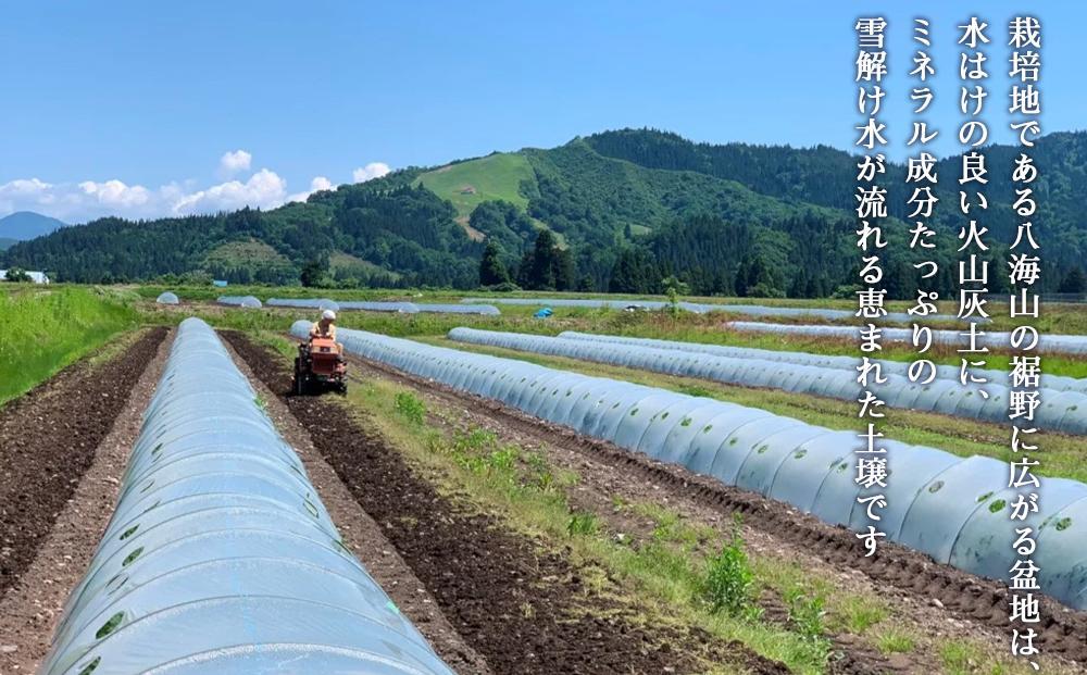 先行予約【高級】八色原すいか大玉２玉【2026年7月下旬発送】【お届け日時指定不可】