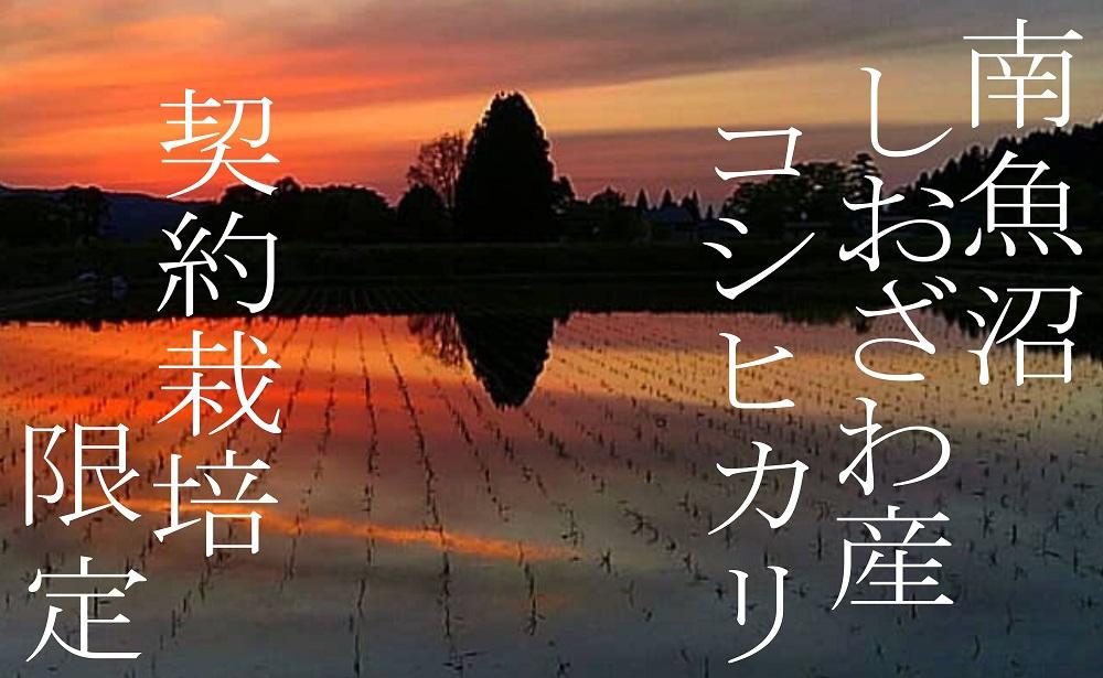 【令和7年産】【定期便】契約栽培限定 南魚沼しおざわ産コシヒカリ10Kg×6ヶ月