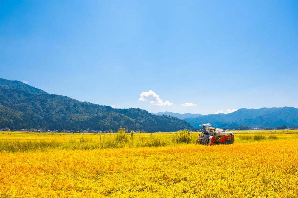 ã什å7幎ç£ãåéæ²Œç£ã³ã·ãã«ãªïŒç¡æŽç±³ïŒã2kgã