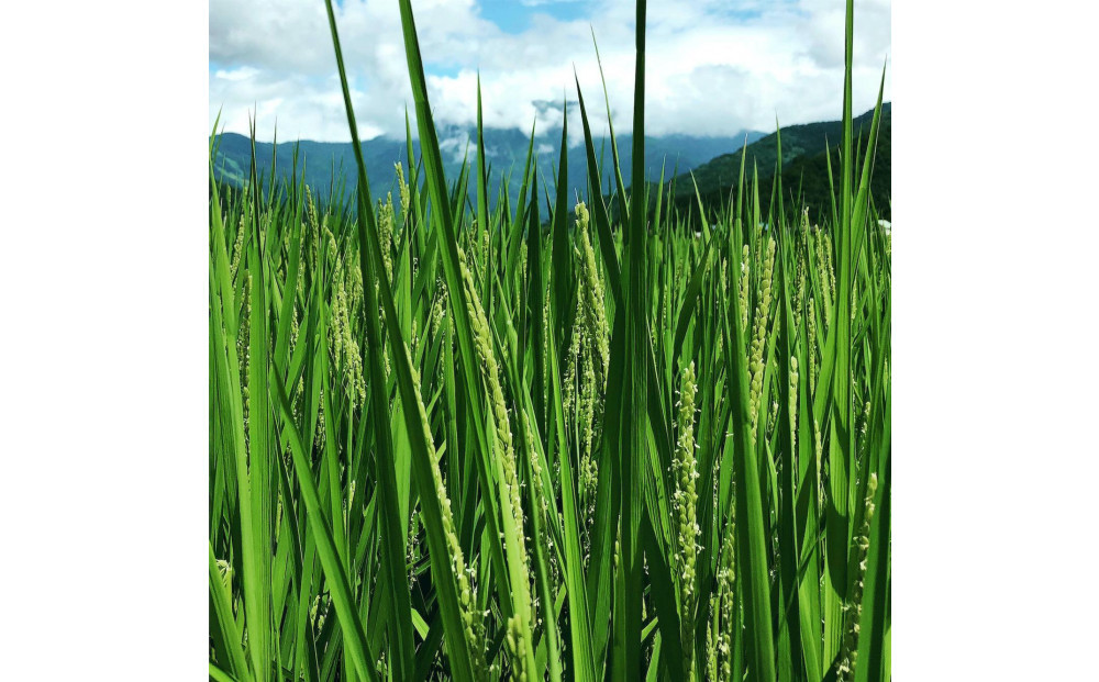 【令和8年産新米予約】[玄米]南魚沼産こしひかり＜定期便＞5kgx12回（月1回）八海山の里で実りました。【2026年9月中旬より順次発送予定】