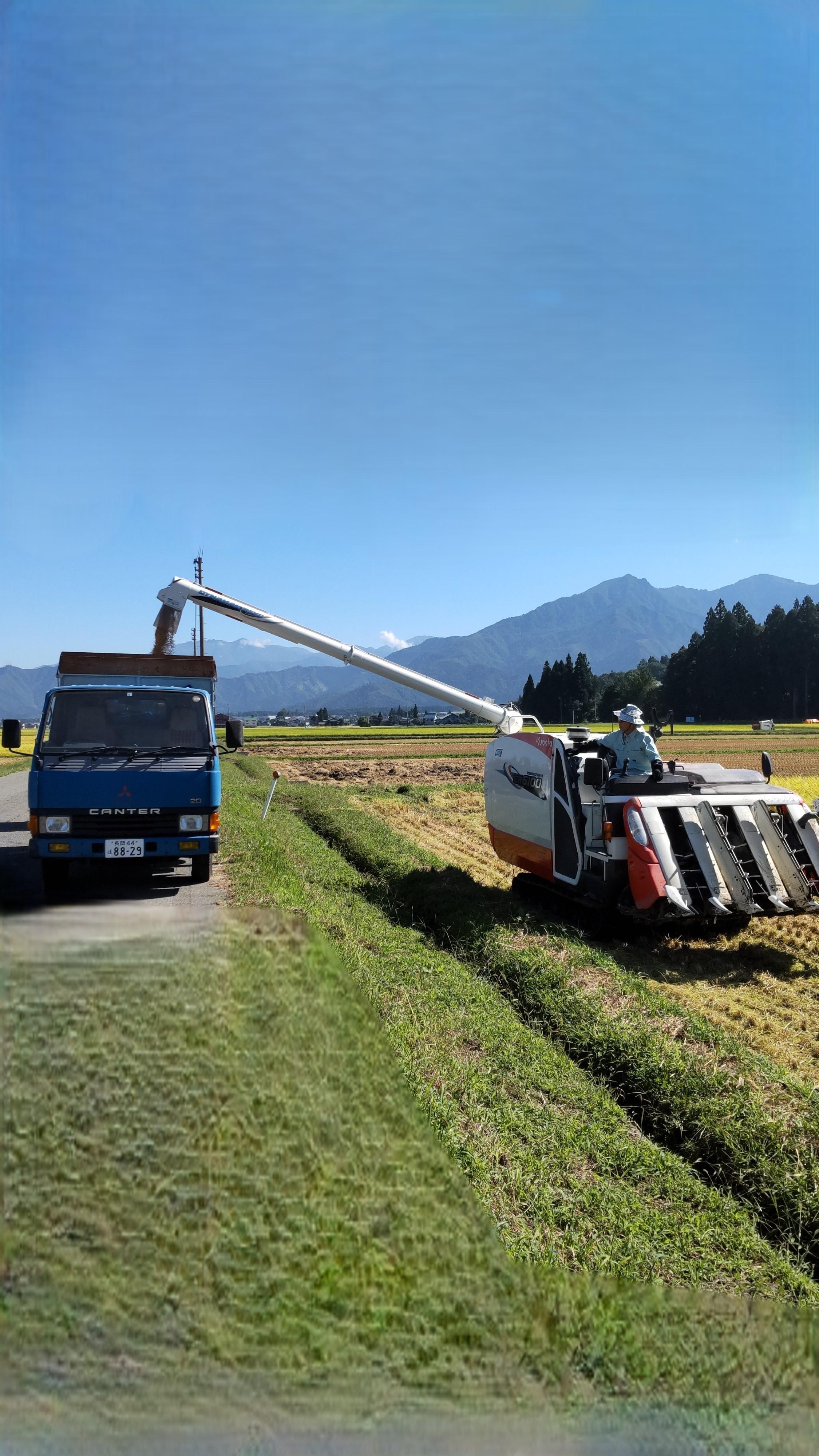 縲蝉サ、蜥7蟷エ縲第眠貎溽恁隱崎ィシ迚ケ蛻・譬ス蝓ケ邀ウ鬲壽イシ逕」縺励♀縺悶o繧ウ繧キ繝偵き繝ェ邇邀ウ5kg