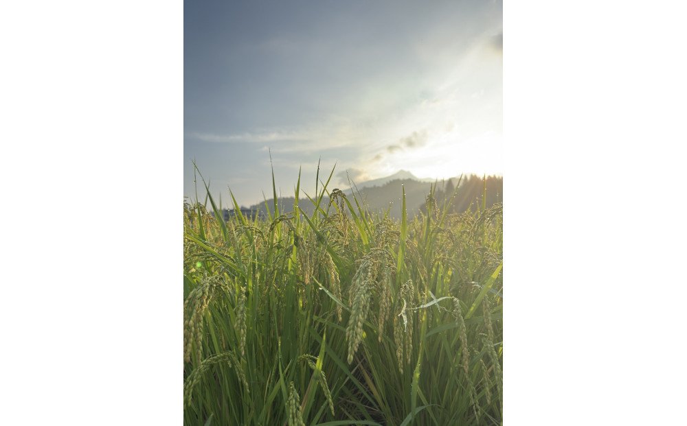 【全3回】【令和7年産】南魚沼塩沢産コシヒカリ＜yusui＞5kg×3ヶ月　白米　