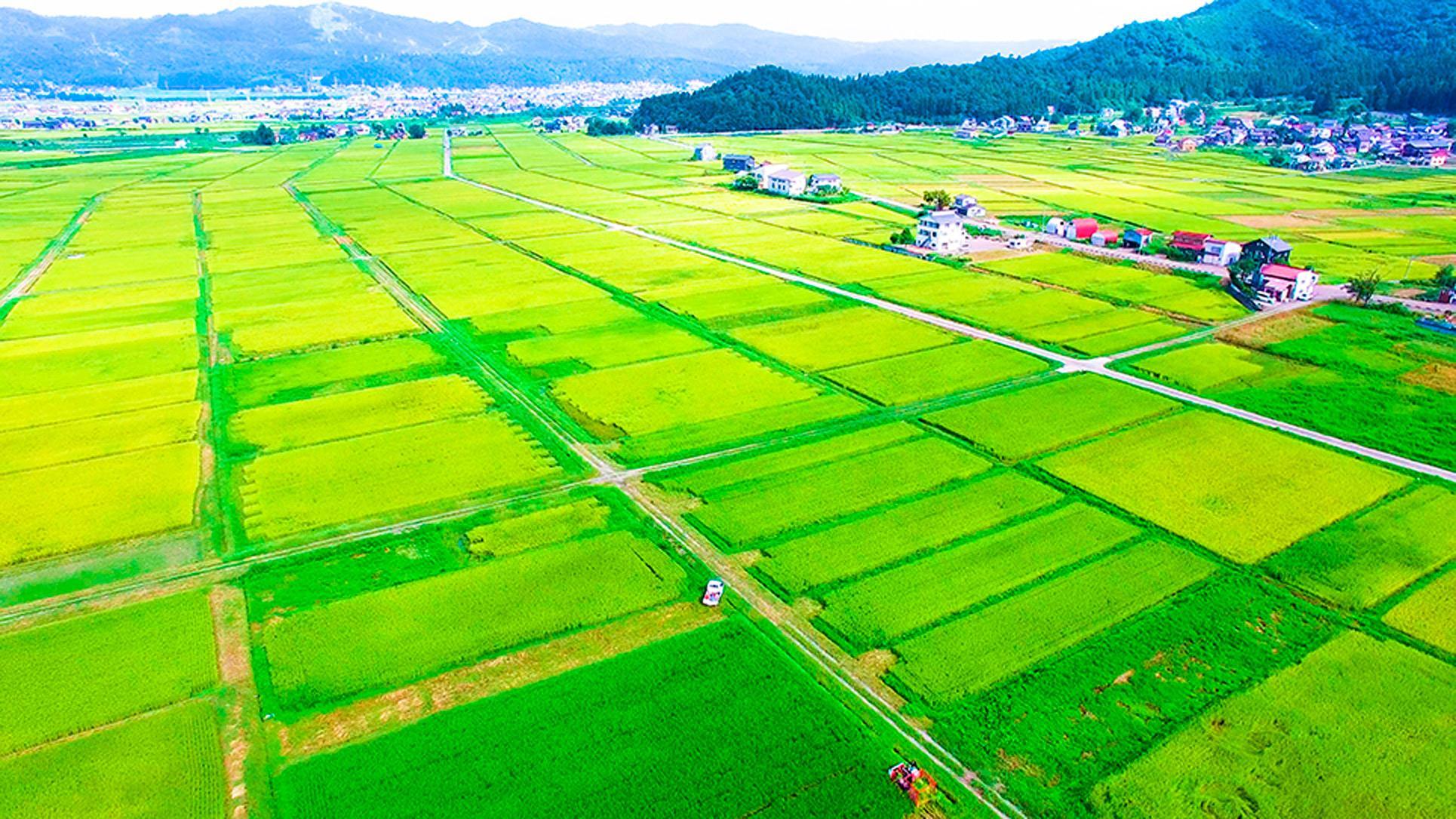 【令和6年産 新米】南魚沼産こしひかり「秋雪」白米4kg 新潟県の特A地区南魚沼市の美味しいお米