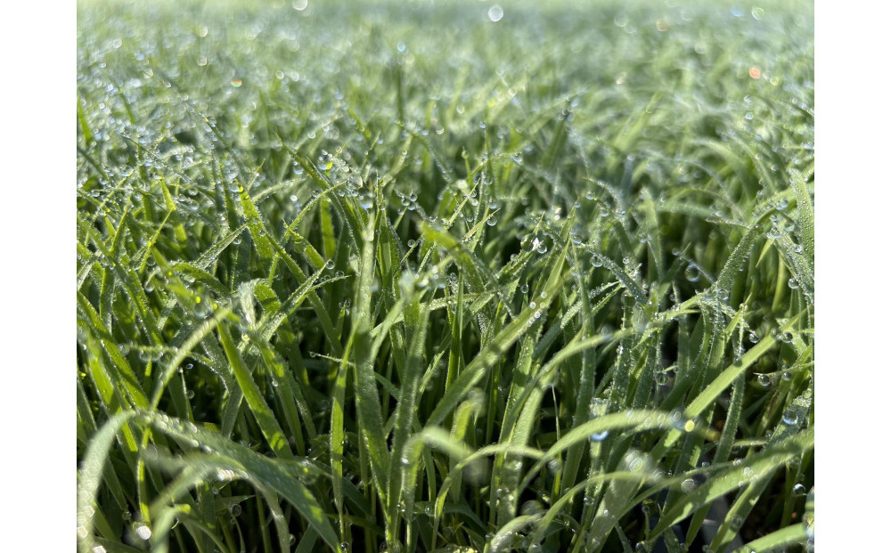 [令和7年産]  南魚沼産こしひかり5kg