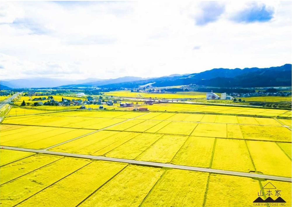 縲撰シイ7蟷エ逕」縲大漉鬲壽イシ逕」繧ウ繧キ繝偵き繝ェ邊セ邀ウ5kg 螻ア譛ャ螳カ縲仙セ捺擂蜩∫ィョ縲