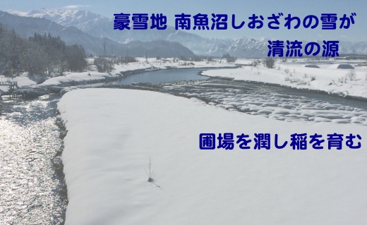 【定期便】生産者限定 契約栽培　南魚沼しおざわ産コシヒカリ（4Kg×12ヶ月）