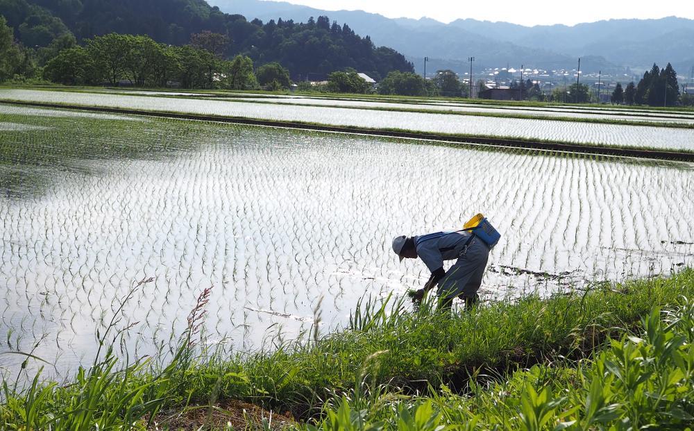 【令和6年産新米予約】特別栽培米南魚沼産こしひかり8割減10kg