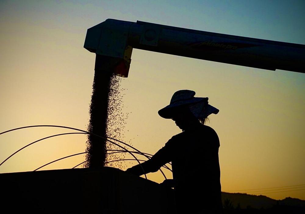 ãå®æäŸ¿ãã什å7幎ç£ãïŒkgÃ12ã¶æãå³éžãã ããåéæ²Œç£ã³ã·ãã«ãªãããŸãã蟲åã®ãç±³ã