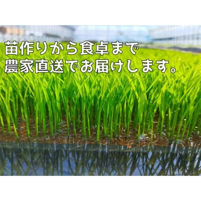 ぷちぷち食感がたまらない「発芽玄米餅」　4袋　新潟県弥彦村産「こがねもち」100%使用【1554473】