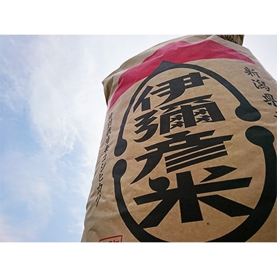 【令和6年産・皇室献上米　伊彌彦米コシヒカリ】玄米30kg　(2018年新嘗祭献上)【1053536】