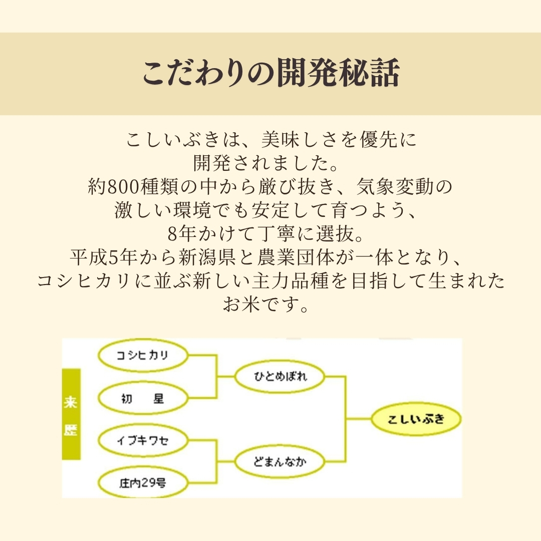 新潟県弥彦村石井農園 令和7年産 こしいぶき＜玄米 20kg＞