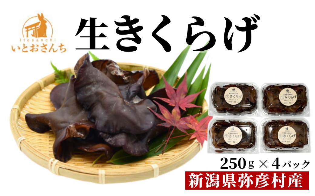 新潟県弥彦村産 越のうさぎ 生きくらげ(250g×4パック)