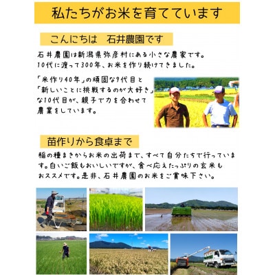 【新米】新県弥彦村石井農園　令和6年産コシヒカリ白米・玄米 食べ比べセット【白米5kg、玄米5kg】【1508848】