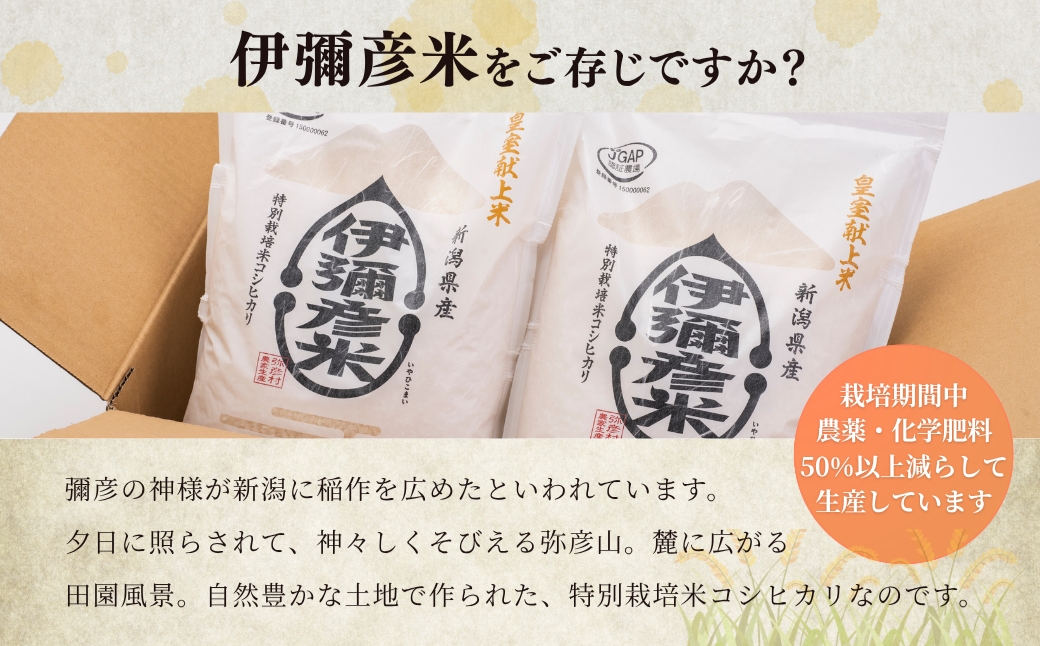 【伊彌彦米とパックごはんセット】精米5kg×1袋 パックごはん2パック