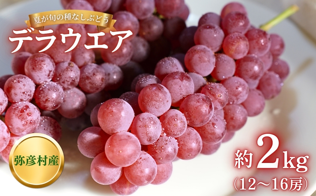 《先行予約》  ぶどう 糖度20度以上 弥彦村産 デラウエア 種なし(種が少ない) 約2kg(12~16房) 2キロ 葡萄 ブドウ  果物 フルーツ 甘い  贈答用 ご褒美 家庭用 ギフト 贈り物 プレゼント お取り寄せ 新潟県 弥彦村 弥彦アグリセンター