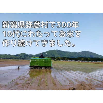 【新米】新県弥彦村石井農園　令和6年産コシヒカリ白米・玄米 食べ比べセット【白米5kg、玄米5kg】【1508848】