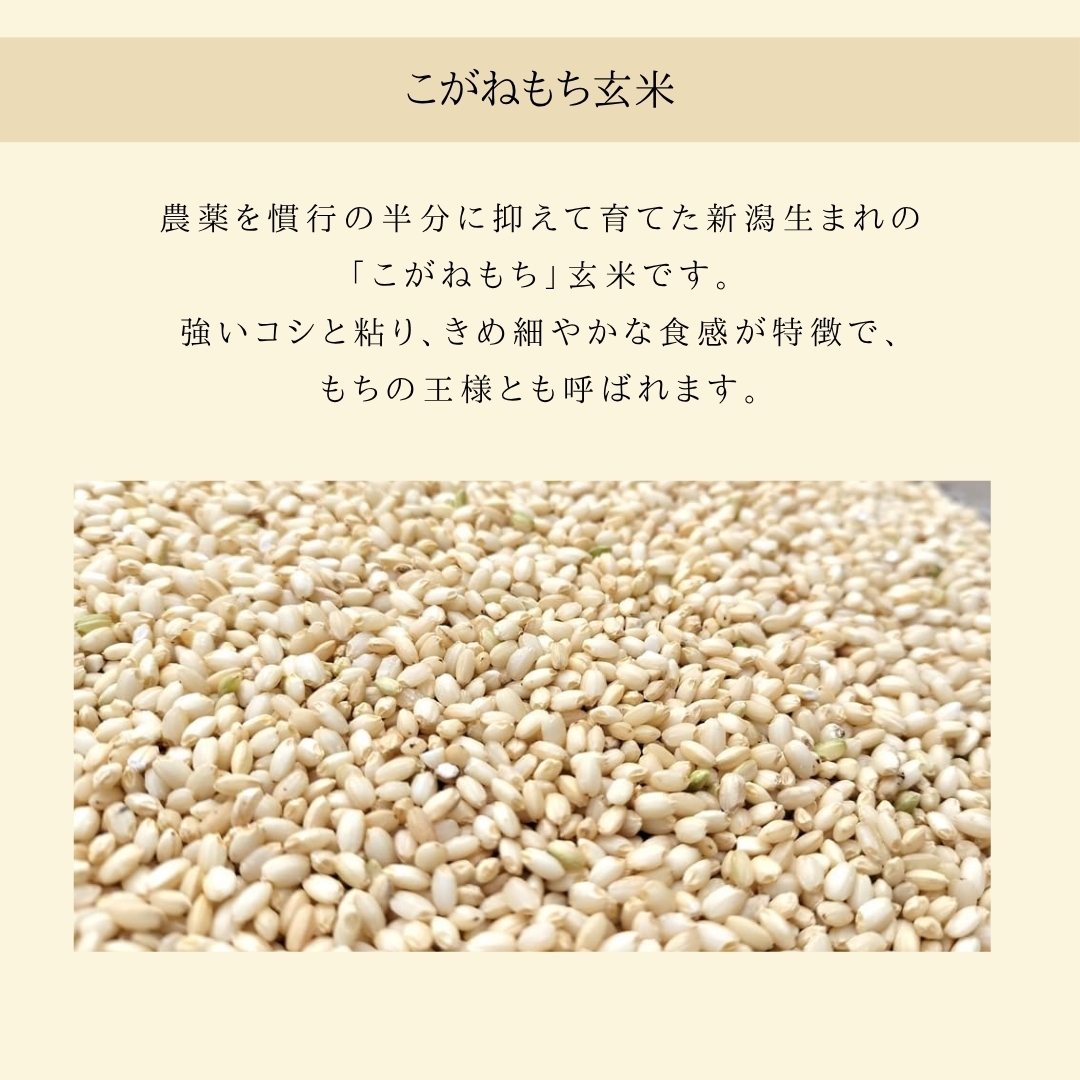 新潟県弥彦村石井農園 令和7年産 こがねもち＜玄米 5kg＞玄米もち、玄米おはぎ、玄米おこわ等に