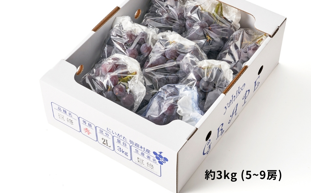 ãå
è¡äºçŽã å·šå³° ã¶ã©ã çŽ3kg (5~9æ¿) | å€§ç² è¡è ãã㊠2ãã æç© ãã«ãŒã èŽççš ã®ãã èŽãç© ãã¬ãŒã³ã ãåãå¯ã ãããã ã°ã«ã¡ ç£å°çŽé çã äžåãªéŠã ãè€çŸ å®¶åºçš ç¶ã®æ¥ æ°æœç 匥圊æ 匥圊ã¢ã°ãªã»ã³ã¿ãŒ