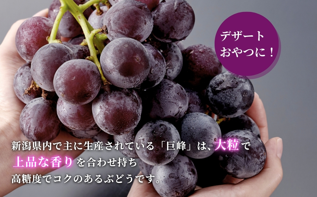ãå
è¡äºçŽã å·šå³° ã¶ã©ã çŽ3kg (5~9æ¿) | å€§ç² è¡è ãã㊠2ãã æç© ãã«ãŒã èŽççš ã®ãã èŽãç© ãã¬ãŒã³ã ãåãå¯ã ãããã ã°ã«ã¡ ç£å°çŽé çã äžåãªéŠã ãè€çŸ å®¶åºçš ç¶ã®æ¥ æ°æœç 匥圊æ 匥圊ã¢ã°ãªã»ã³ã¿ãŒ