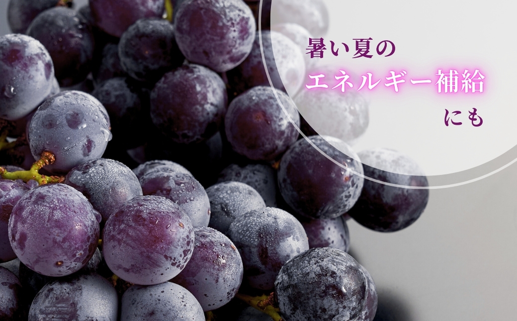 ãå
è¡äºçŽã å·šå³° ã¶ã©ã çŽ3kg (5~9æ¿) | å€§ç² è¡è ãã㊠2ãã æç© ãã«ãŒã èŽççš ã®ãã èŽãç© ãã¬ãŒã³ã ãåãå¯ã ãããã ã°ã«ã¡ ç£å°çŽé çã äžåãªéŠã ãè€çŸ å®¶åºçš ç¶ã®æ¥ æ°æœç 匥圊æ 匥圊ã¢ã°ãªã»ã³ã¿ãŒ