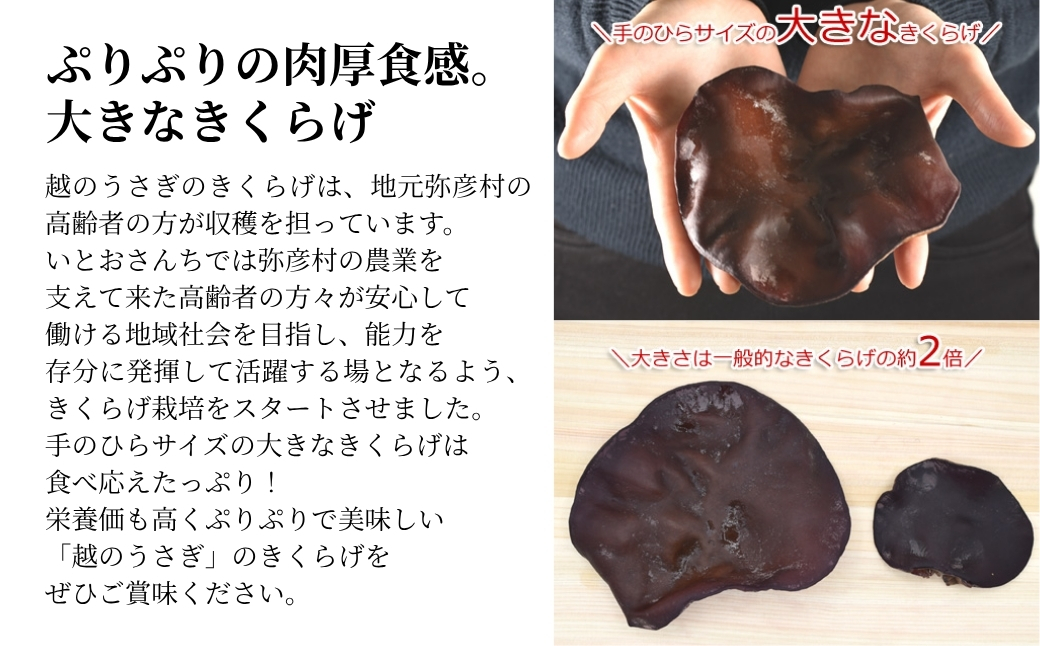 新潟県弥彦村産 越のうさぎ 生きくらげ250g、乾燥きくらげ25g 詰め合わせセット