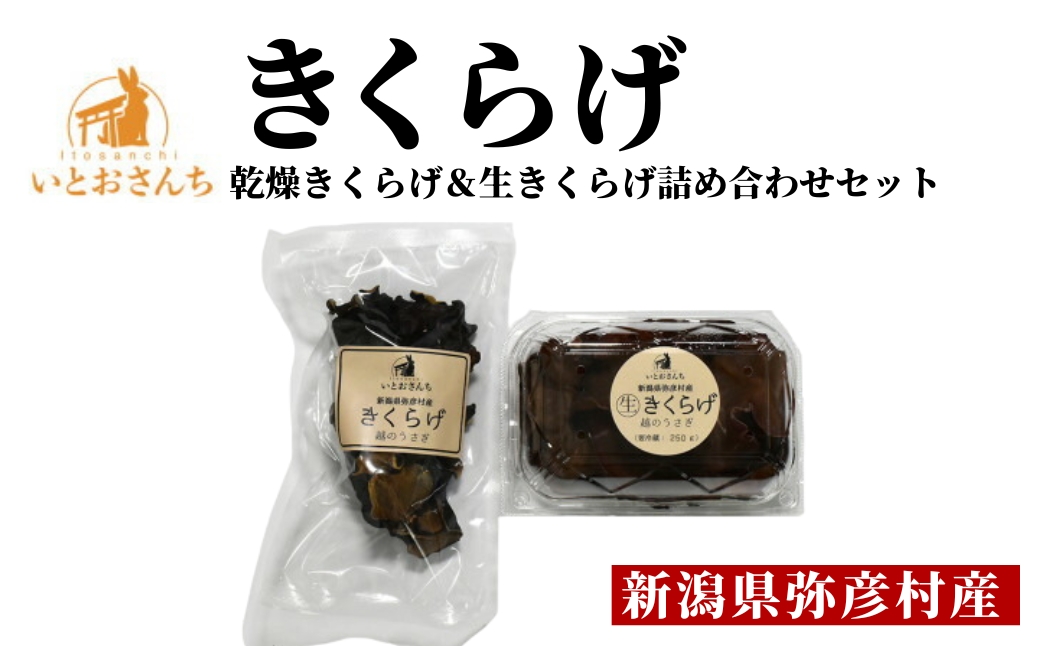 新潟県弥彦村産 越のうさぎ 生きくらげ250g、乾燥きくらげ25g 詰め合わせセット