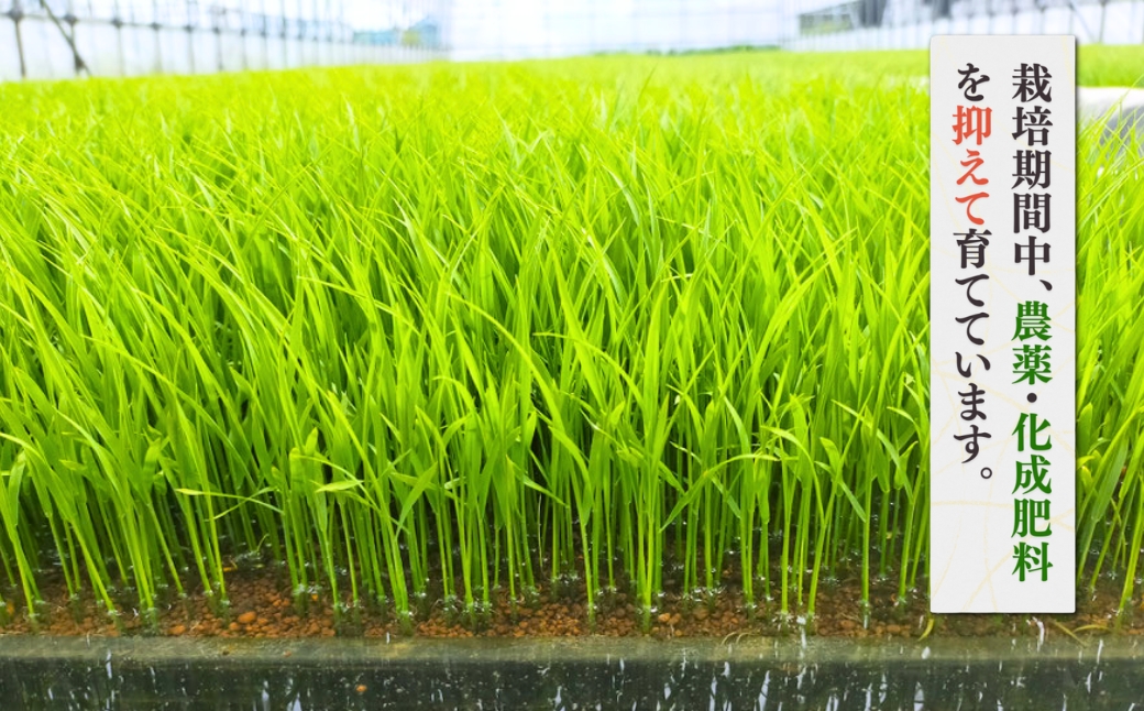 新潟県弥彦村石井農園 令和7年産コシヒカリ【白米 10kg】