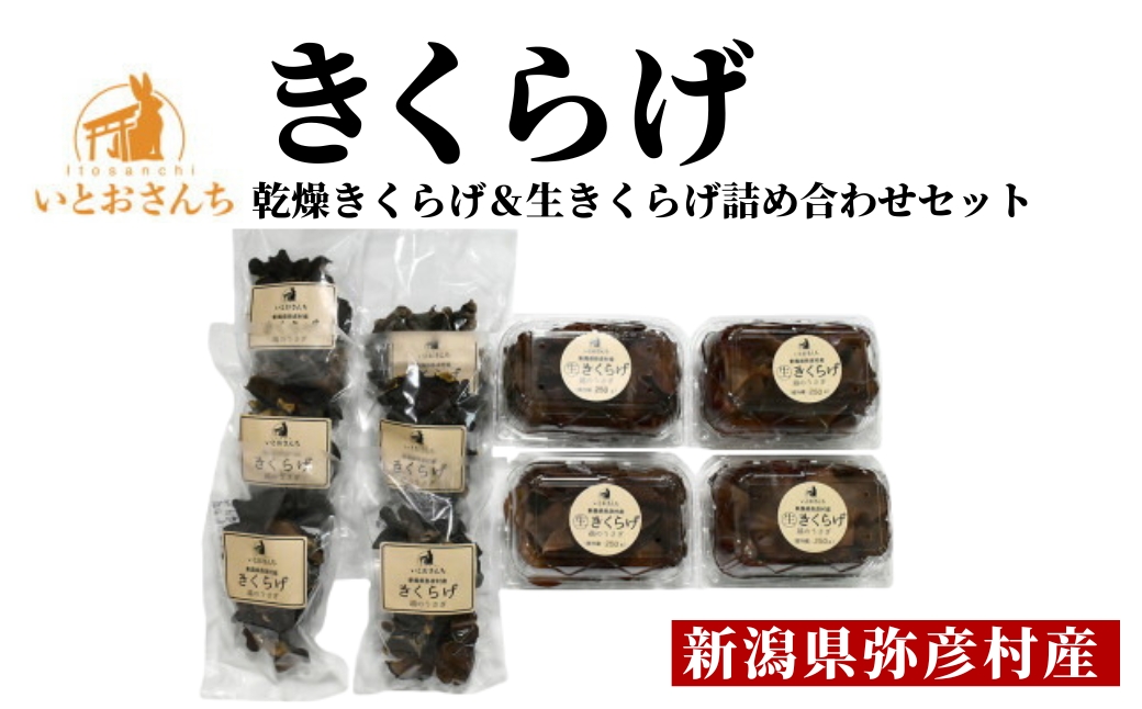 新潟県弥彦村産 越のうさぎ 生きくらげ250g×4、乾燥きくらげ25g×6 詰め合せセット