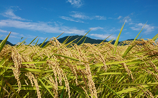 【令和6年産・2018年新嘗祭献上米】無洗米「伊彌彦米」5kg(5kg×1袋) 新潟県 弥彦村【1099403】