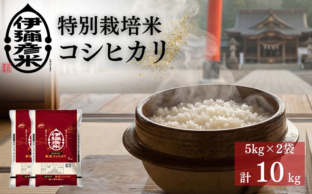 令和7年産特別栽培米コシヒカリ「伊彌彦米」10kg ブランド米
