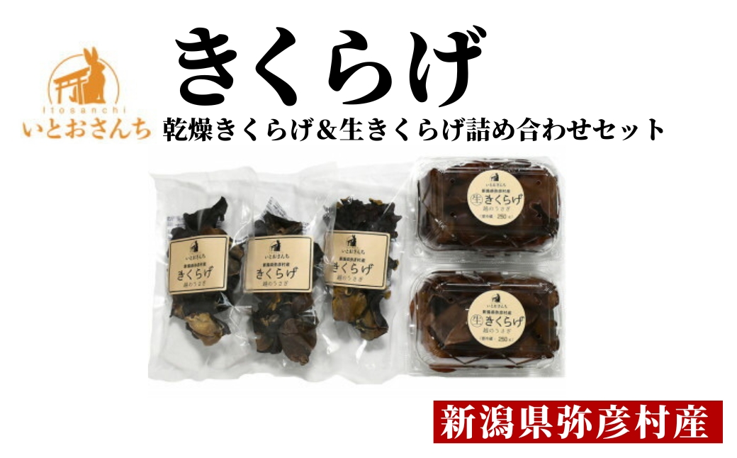 新潟県弥彦村産 越のうさぎ 生きくらげ250g×2、乾燥きくらげ25g×3 詰め合せセット