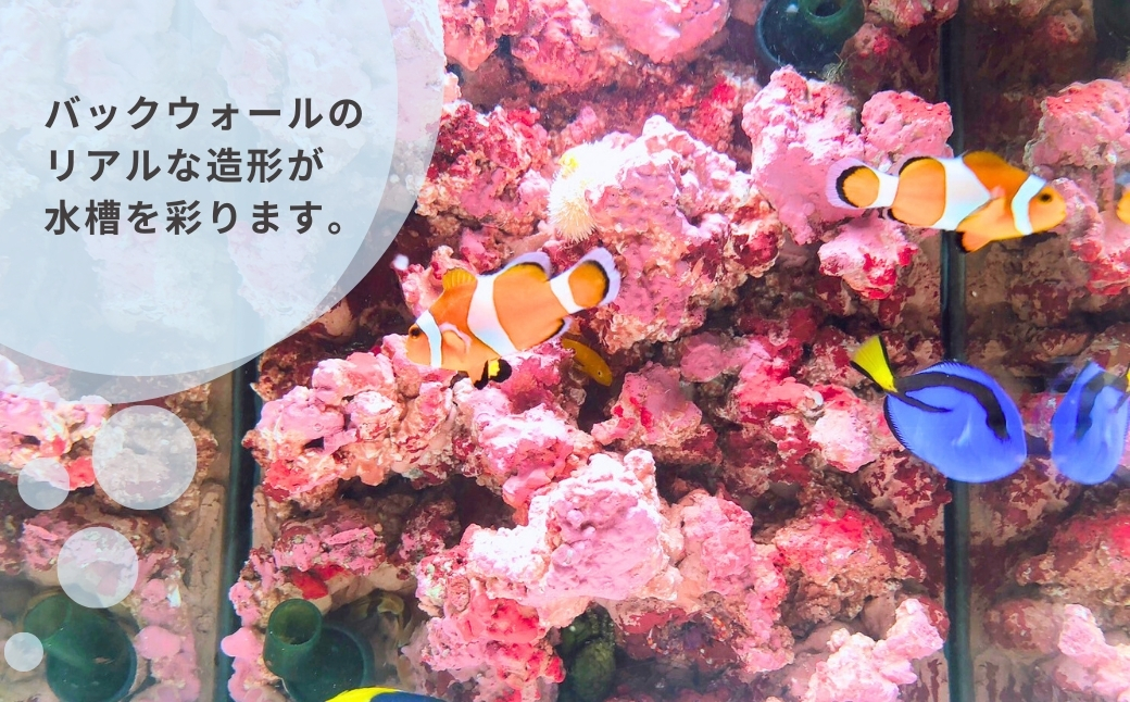 【海水魚専用】ハンドメイド小型水槽 ポンプ無し 30×20×25cm　（サーチライフクラフト）