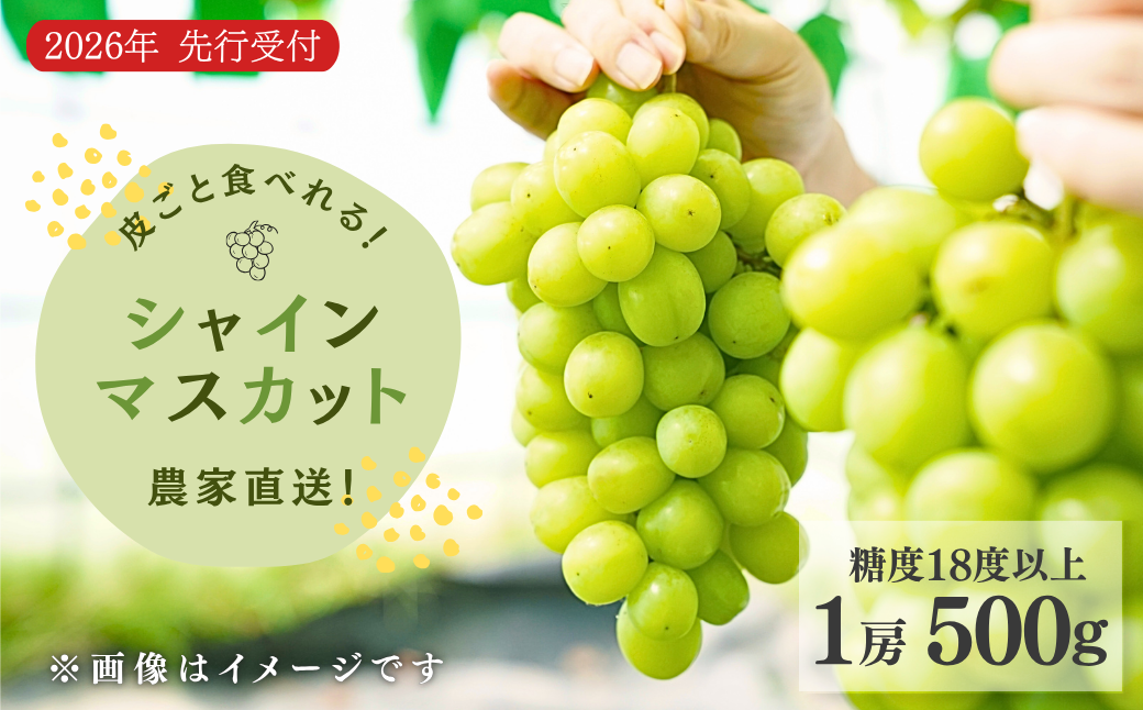 【先行予約】農家直送【糖度18度以上】シャインマスカット（1房500g）皮ごと食べられる 種無しぶどう 甘い ぶどう 果物 贈答品 ギフト 新潟県 出雲崎町