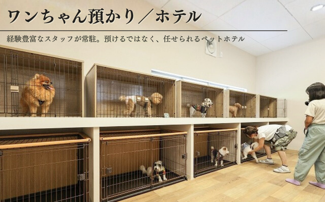 ãã£ã³ã ããã°ã©ã³ 倩ç¶è ãã±ãã 5,000å ã¢ãŠãã㢠ãµãŠã ããªãã³ã° ã¯ã³ã¡ããããã« é
µçŽ é¢šå ãªãŸãŒã ç¬ ããã æµ· æ¥æ¬æµ· æ°æœç åºé²åŽçº