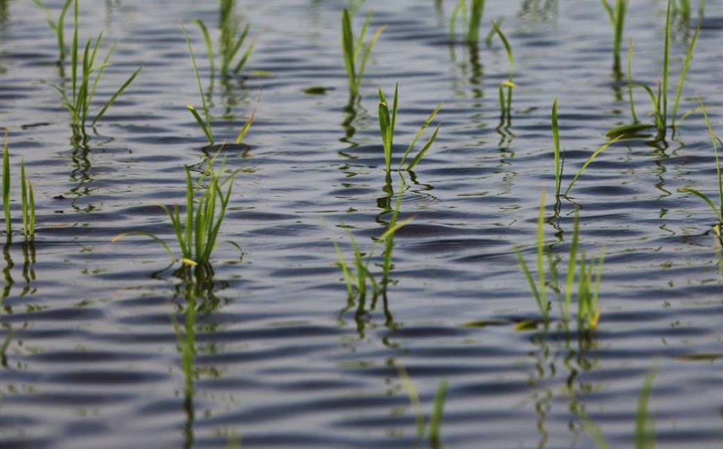 縲6繝カ譛亥ョ壽悄萓ソ縲代蝉サ、蜥7蟷エ逕」縲鷹ュ壽イシ逕」繧ウ繧キ繝偵き繝ェ 迚ケ蛻・譬ス蝓ケ邀ウ 豢・蜊礼伴隱崎ィシ邀ウシ5kgシ画眠貎溽恁 豢・蜊礼伴 螟ァ髦ェ螻句膚蠎
