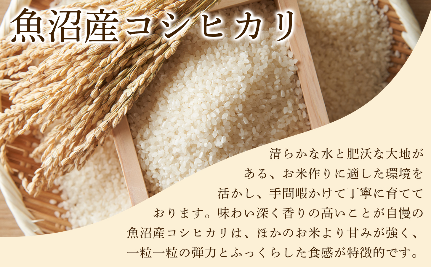 【令和8年産先行予約】【6ヶ月定期便】魚沼産コシヒカリ 白嶺米 5kg(5kg×1袋) | 新潟県 津南町 株式会社紀之介
