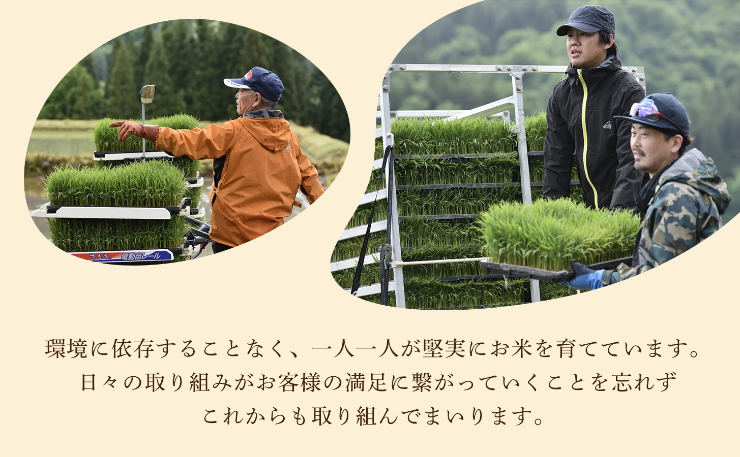 【令和8年産先行予約】【2ヶ月定期便】魚沼産コシヒカリ 白嶺米 5kg(5kg×1袋) | 新潟県 津南町 株式会社紀之介