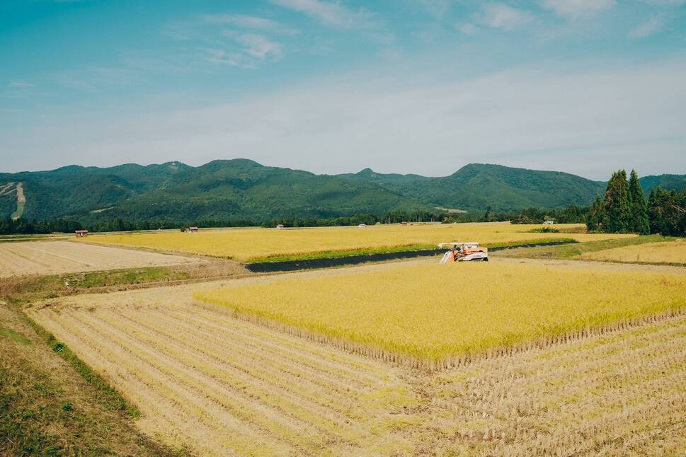 莉、蜥7蟷エ逕」 讌オ荳 鬲壽イシ逕」繧ウ繧キ繝偵き繝ェ縲御コ遖冗アウ縲10kg (5kgテ2陲) (迚ケ蛻・譬ス蝓ケ邀ウ) | 縺顔アウ 縺翫%繧 逋ス邀ウ 邊セ邀ウ 縺翫☆縺吶a 莠コ豌 譁ー貎溽恁 豢・蜊礼伴 譬ェ蠑丈シ夂、セ莠遖
