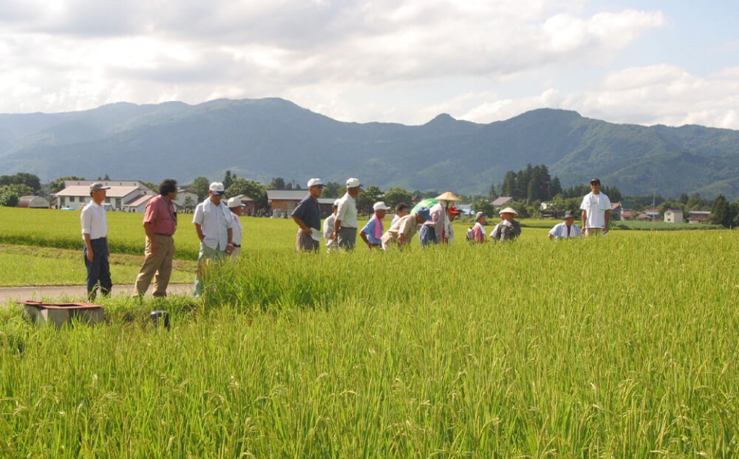 縲6繝カ譛亥ョ壽悄萓ソ縲代蝉サ、蜥7蟷エ逕」縲鷹ュ壽イシ逕」繧ウ繧キ繝偵き繝ェ 迚ケ蛻・譬ス蝓ケ邀ウ 豢・蜊礼伴隱崎ィシ邀ウシ5kgシ画眠貎溽恁 豢・蜊礼伴 螟ァ髦ェ螻句膚蠎