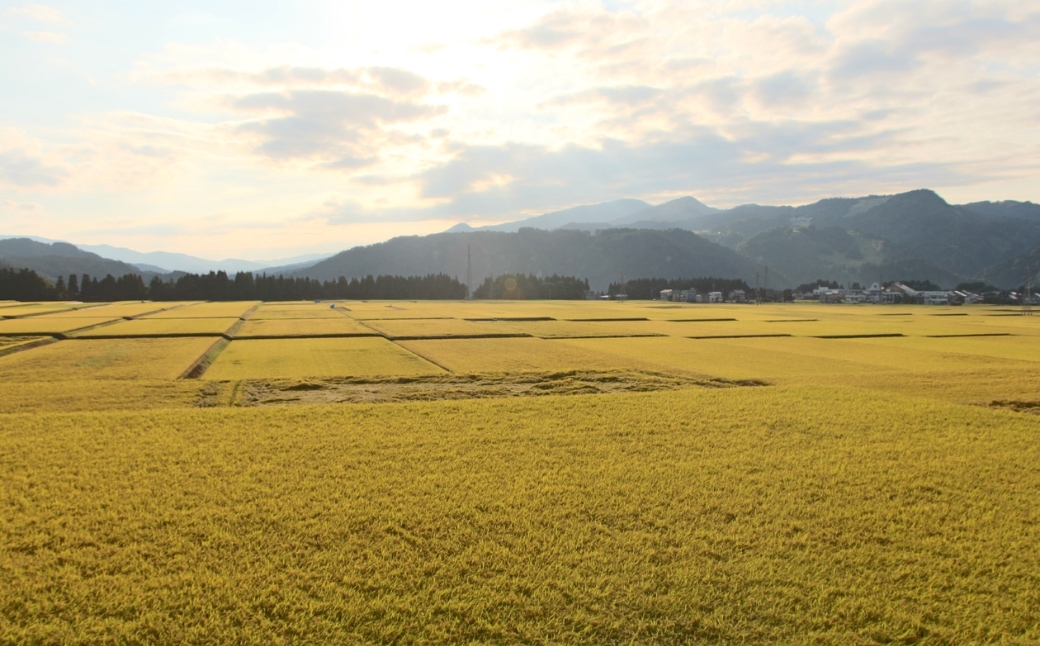 縲6繝カ譛亥ョ壽悄萓ソ縲代蝉サ、蜥7蟷エ逕」縲鷹ュ壽イシ逕」繧ウ繧キ繝偵き繝ェ 迚ケ蛻・譬ス蝓ケ邀ウ 豢・蜊礼伴隱崎ィシ邀ウシ5kgシ画眠貎溽恁 豢・蜊礼伴 螟ァ髦ェ螻句膚蠎