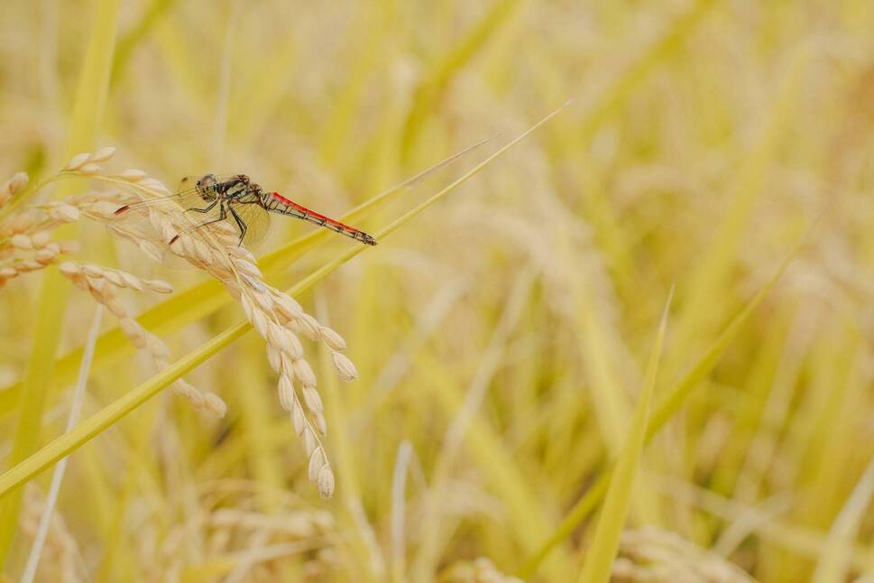 莉、蜥7蟷エ逕」 讌オ荳 鬲壽イシ逕」繧ウ繧キ繝偵き繝ェ縲御コ遖冗アウ縲5kg (迚ケ蛻・譬ス蝓ケ邀ウ) | 縺顔アウ 縺翫%繧 逋ス邀ウ 邊セ邀ウ 縺翫☆縺吶a 莠コ豌 譁ー貎溽恁 豢・蜊礼伴 譬ェ蠑丈シ夂、セ莠遖