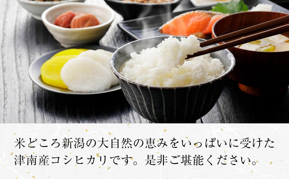 【12ヶ月定期便】【令和8年産】魚沼産コシヒカリ 特別栽培米「雪美人」10kg(5kg×2袋)