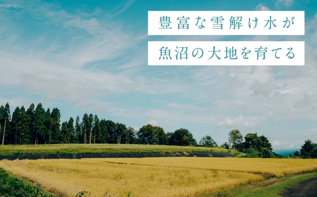 莉、蜥7蟷エ逕」 讌オ荳 鬲壽イシ逕」繧ウ繧キ繝偵き繝ェ縲御コ遖冗アウ縲5kg (迚ケ蛻・譬ス蝓ケ邀ウ) | 縺顔アウ 縺翫%繧 逋ス邀ウ 邊セ邀ウ 縺翫☆縺吶a 莠コ豌 譁ー貎溽恁 豢・蜊礼伴 譬ェ蠑丈シ夂、セ莠遖