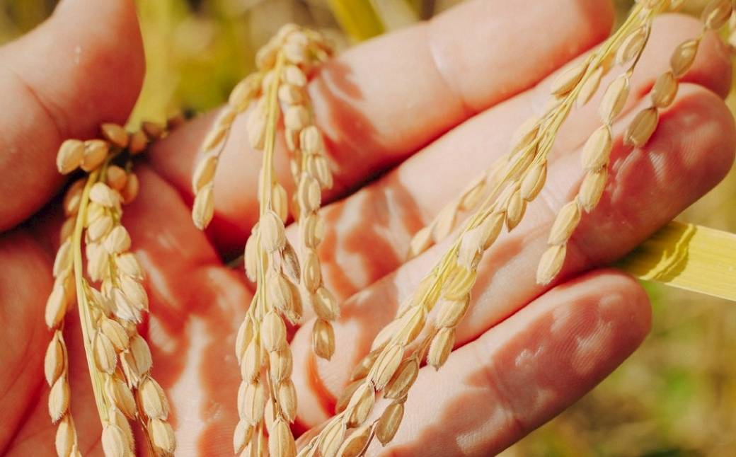 【6ヶ月定期便】令和7年産 魚沼産コシヒカリ「亀福 慣行栽培米」10kg(5kg×2袋) | お米 おこめ 白米 精米 おすすめ 人気 新潟県 津南町 株式会社亀福