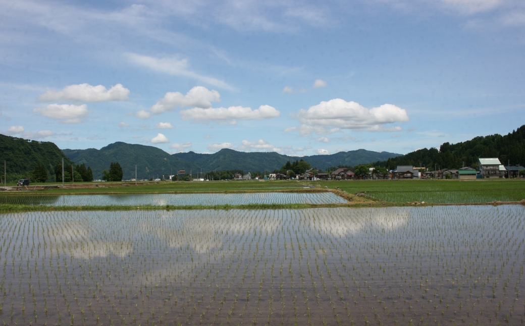 縲6繝カ譛亥ョ壽悄萓ソ縲代蝉サ、蜥8蟷エ逕」 蜈郁。御コ育エ縲鷹ュ壽イシ逕」繧ウ繧キ繝偵き繝ェ 縲梧ョオ荳倥ョ闖ッ縲10kg(5kgテ2陲) 譁ー貎溽恁 豢・蜊礼伴 螟ァ髦ェ螻句膚蠎