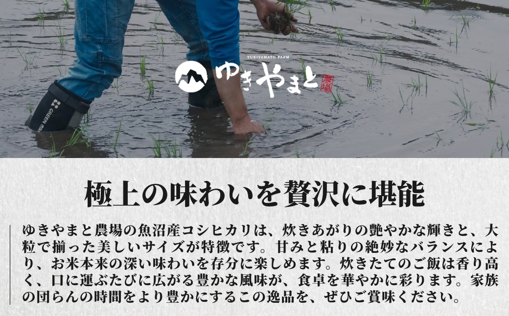 【令和8年産先行予約】【12ヶ月定期便】魚沼産  特別栽培米 コシヒカリ「ゆきやまと」10kg (5kg×2袋) ※節減対象農薬当地比5割減 ※東京米スターセレクション金賞受賞| こしひかり お米 おこめ こめ コメ ブランド米  新潟県 津南町