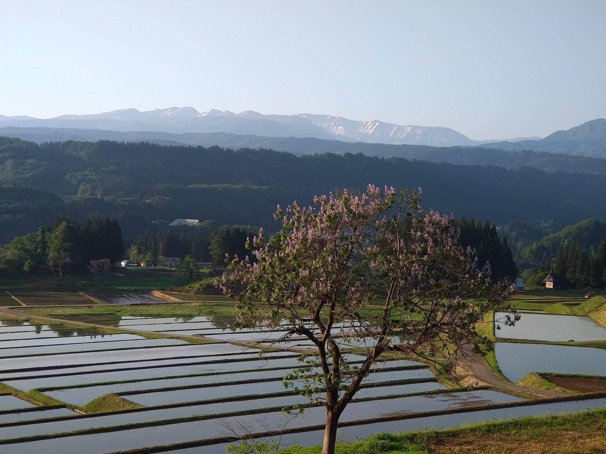 杵つき餅５パックセット（白餅2・草餅1・豆餅１・玄米餅１）