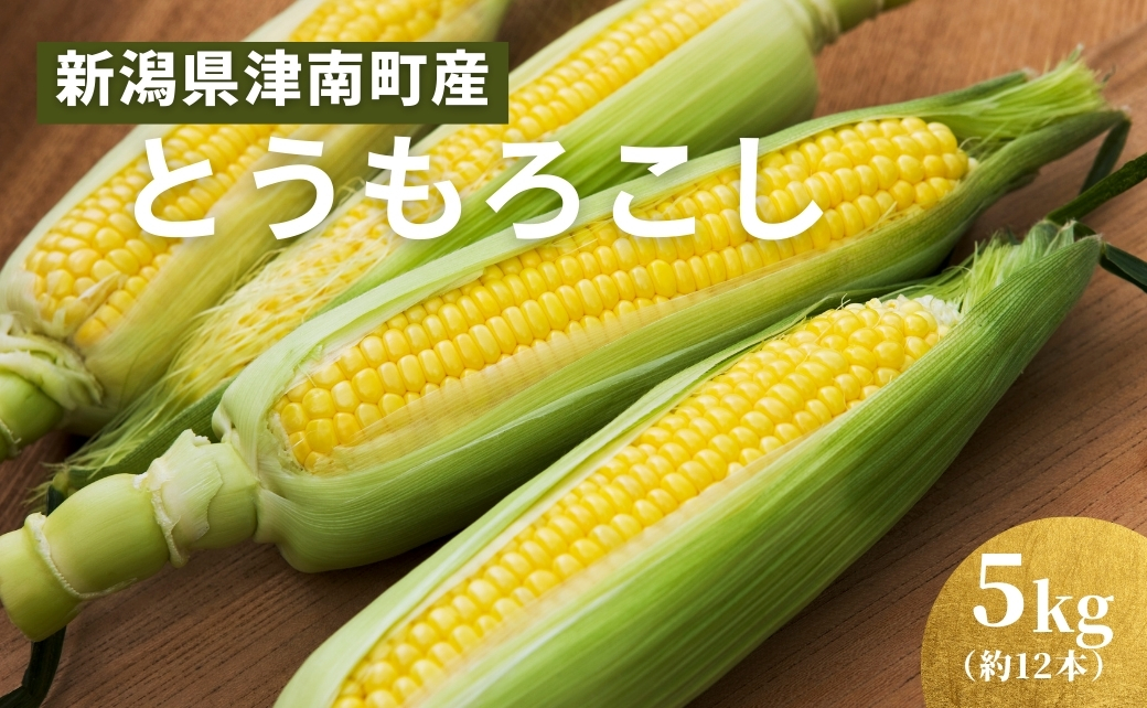 【令和8年産先行予約】朝採り とうもろこし スイートコーン 5kg 約12本 新潟県 津南町